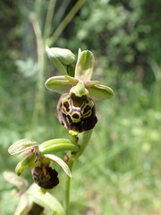 Ophrys fuciflora
