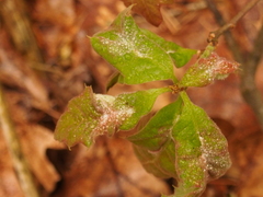 Macrodiplosis niveipila