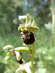 Ophrys fuciflora