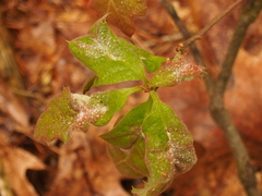 Macrodiplosis niveipila