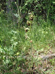 Ophrys fuciflora