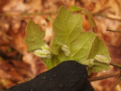 Macrodiplosis niveipila