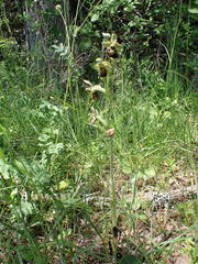 Ophrys fuciflora