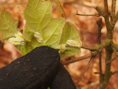 Macrodiplosis niveipila