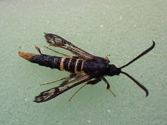 Synanthedon andrenaeformis