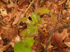 Macrodiplosis niveipila