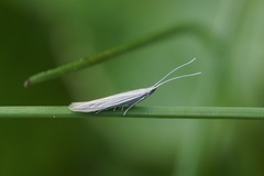 Coleophora peribenanderi