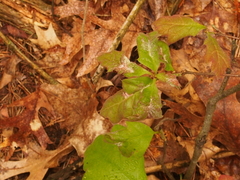 Macrodiplosis niveipila