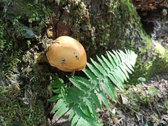 Buchwaldoboletus lignicola