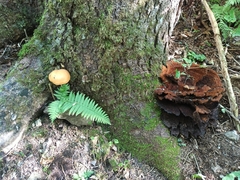 Buchwaldoboletus lignicola