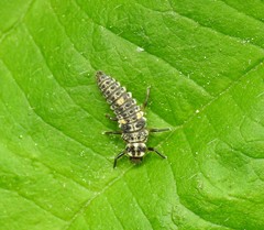 Adalia decempunctata