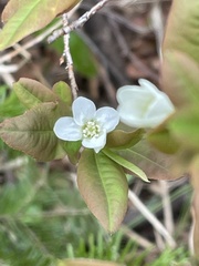 Amelanchier bartramiana