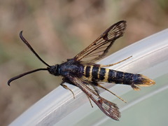 Synanthedon andrenaeformis