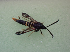 Synanthedon andrenaeformis