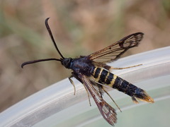 Synanthedon andrenaeformis