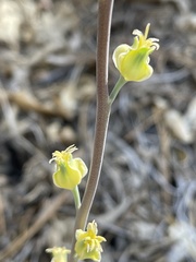 Streptanthus bernardinus