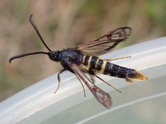 Synanthedon andrenaeformis