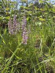 Lupinus oreganus