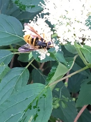 Temnostoma excentrica