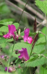 Lathyrus undulatus