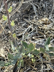 Streptanthus bernardinus