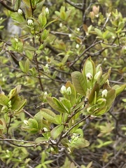 Amelanchier bartramiana