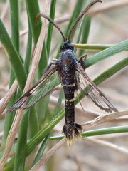 Synanthedon andrenaeformis