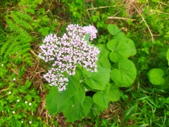 Valeriana pyrenaica
