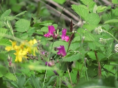 Lathyrus undulatus