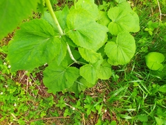 Valeriana pyrenaica