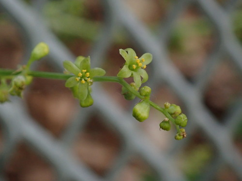 Dioscorea communis (Dioscorea communis)