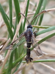 Synanthedon andrenaeformis