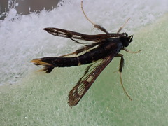 Synanthedon andrenaeformis