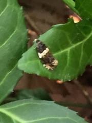 Olethreutes fasciatana