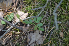 Sceptridium multifidum