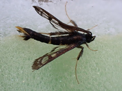 Synanthedon andrenaeformis