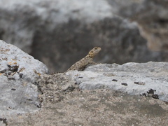 Laudakia stellio daani