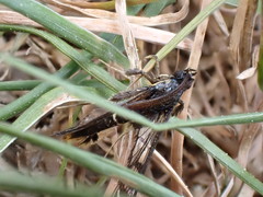 Synanthedon andrenaeformis