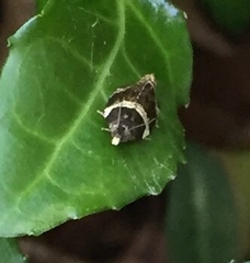 Olethreutes fasciatana