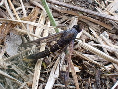 Synanthedon andrenaeformis