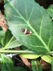 Olethreutes fasciatana