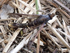 Synanthedon andrenaeformis