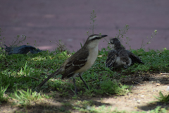 Mimus saturninus