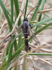 Synanthedon andrenaeformis