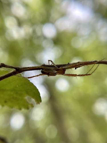 Photo of Basilica Orbweaver (Mecynogea lemniscata)
