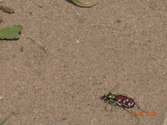 Cicindela coerulea nitida