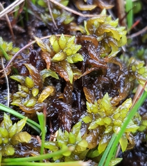 Sphagnum denticulatum
