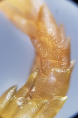 Sphagnum denticulatum