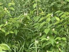 Lonicera maackii