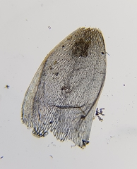 Sphagnum denticulatum